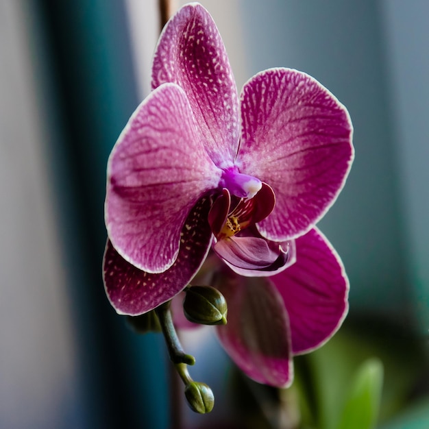 orquídeas florescendo perto da janela