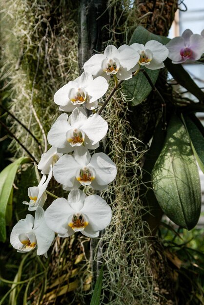 Orquídeas floridas no jardim botânico