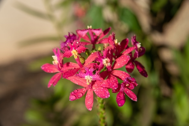 Orquídeas, hermosas orquídeas que se encuentran en árboles en plazas y parques, enfoque selectivo.