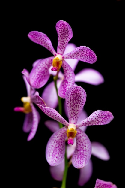 Las orquídeas en el jardín tienen un fondo negro.