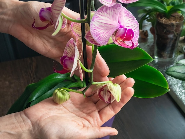 Foto orquídeas jovens florescendo nas palmas das mãos cultivo de orquídeas de jardinagem em casa