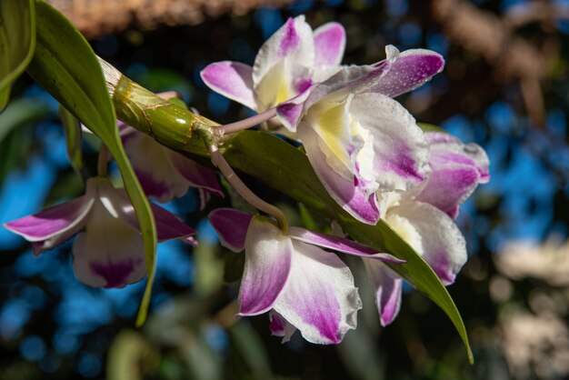 Orquídeas, lindas orquídeas encontradas em árvores em praças e parques, foco seletivo.