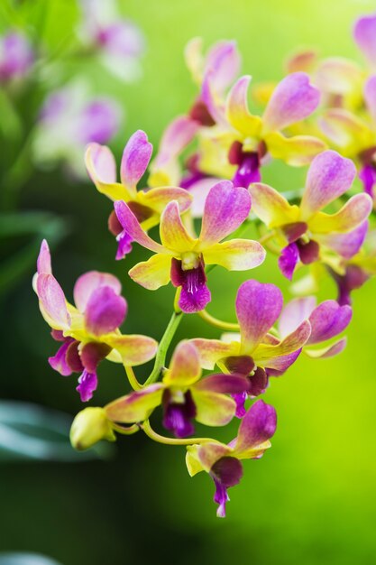 orquídeas moradas en el jardín