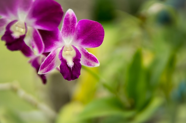 Orquídeas moradas en rama con hojas verdes.