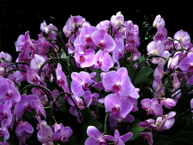 Orquídeas moradas