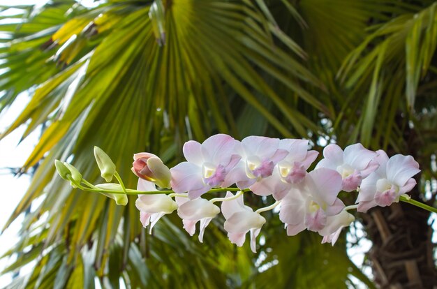 Orquídeas Na parte de trás é uma folha verde.