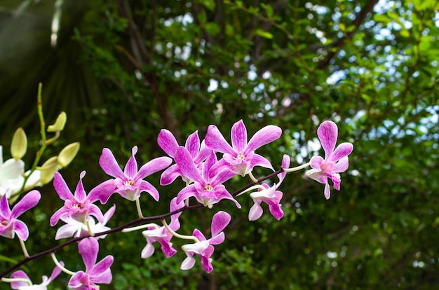 Orquídeas Na parte de trás é uma folha verde.