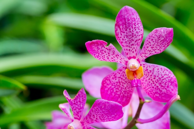 Orquídeas en la naturaleza Tailandia, copia espacio.