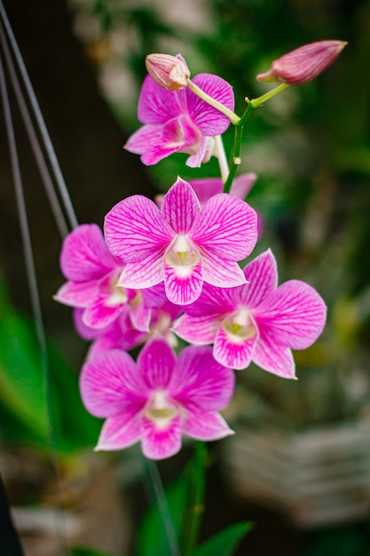 Orquídeas no jardim de flores na Tailândia.