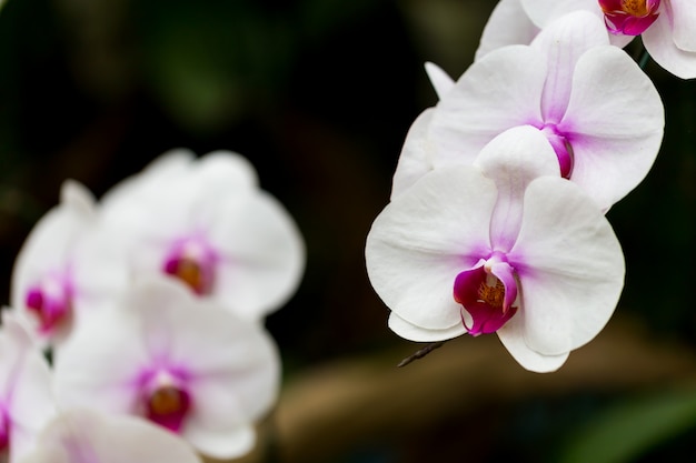 Orquídeas no jardim