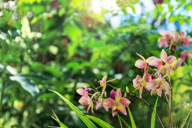 Orquídeas Phaius en el jardín dejando un espacio vacío