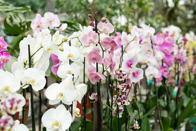 Orquídeas Phalaenopsis em flor em vasos no balcão da loja