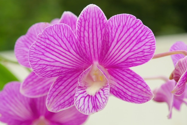 Orquídeas Phalaenopsis Flor de orquídea púrpura