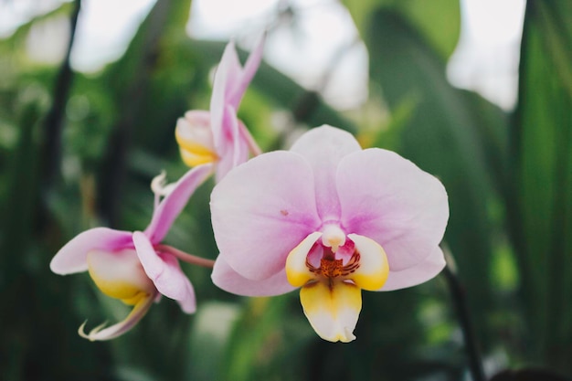 Orquídeas Phalaenopsis Moth orquídea blanca y rosa