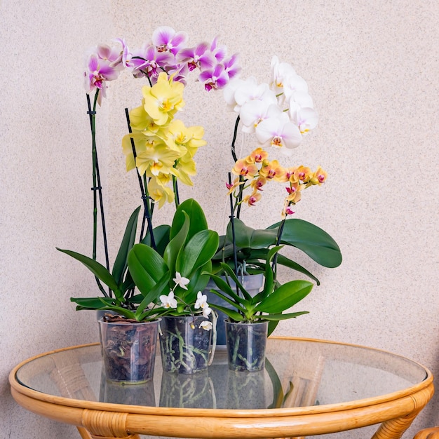 Orquídeas Phalaenopsis no interior Plantas de casa passatempos estilo de vida de cultivo de flores