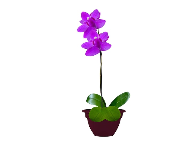 Las orquídeas phalaenopsis o polillas se encuentran entre las más populares que se venden como plantas en maceta