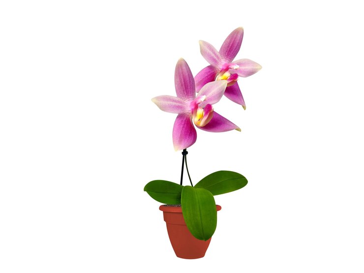Foto las orquídeas phalaenopsis o polillas se encuentran entre las más populares que se venden como plantas en maceta
