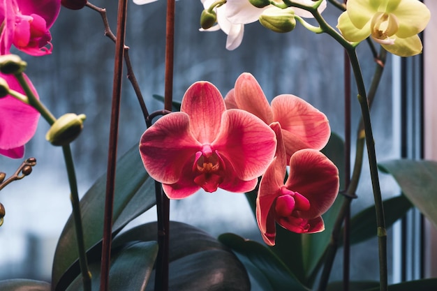 Orquídeas Phalaenopsis que florecen en el alféizar de la ventana en invierno bajo luz artificial