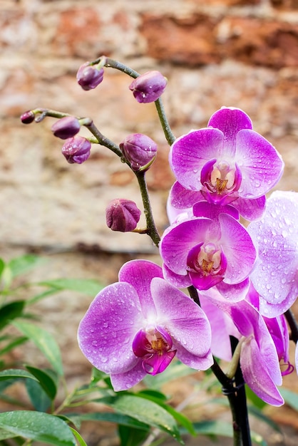 Orquídeas phalaenopsis rosa com flores e botões em caules em estufa