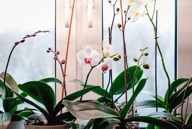 Orquídeas polilla con espigas de flores en capullos listos para florecer, cuidado de plantas de interior con flores en invierno