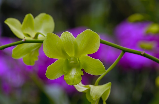 Orquídeas polilla verde, comúnmente conocidas como orquídeas lunares