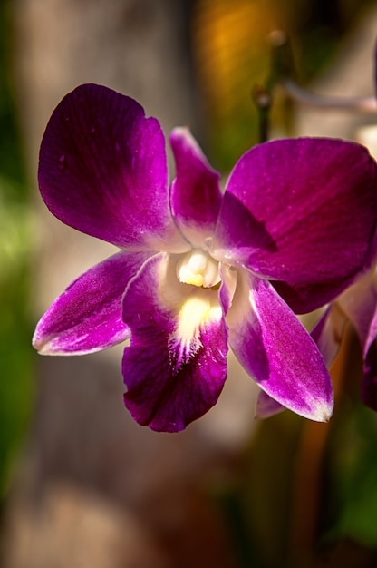 Orquídeas púrpuras y blancas con un fondo borroso en el parque