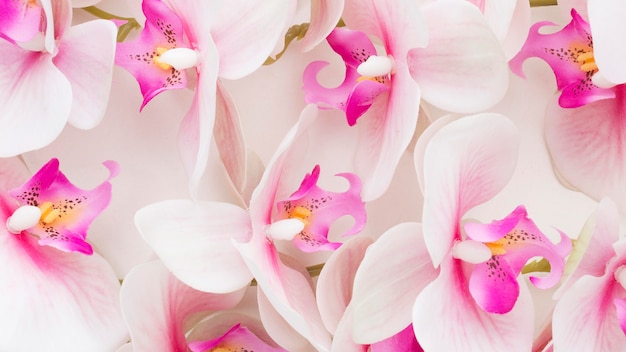 Foto orquídeas rosa close-up