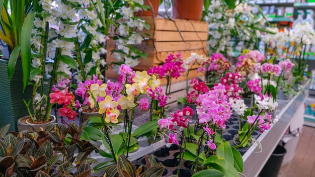 Foto orquídeas rosa e amarela na loja de jardim várias orquídeas vendidas na loja flores orquídea em uma estufa