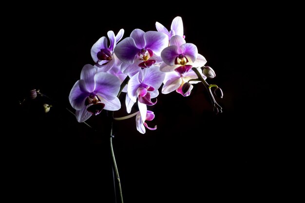 Orquídeas rosadas elegantes aisladas en fondo negro