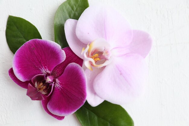 Orquídeas rosadas y moradas con hojas sobre un fondo blanco.