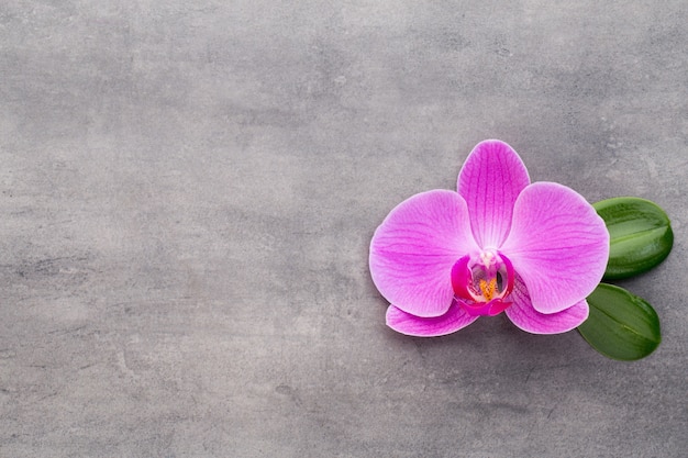 Orquídeas rosadas sobre fondo gris