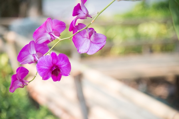 Orquídeas rosadas