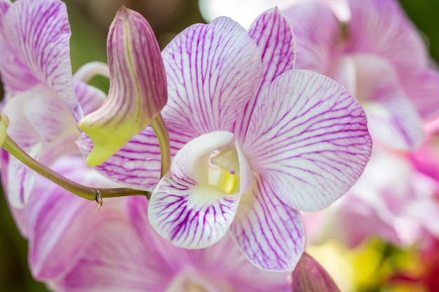 Orquídeas roxas bonitas, Dendrobium.