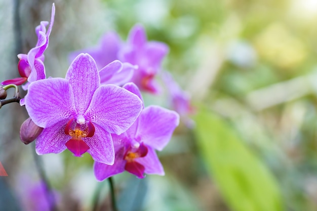 Orquídeas roxas em uma floresta tropical selvagem. Lindas flores da primavera com fundo verde suave