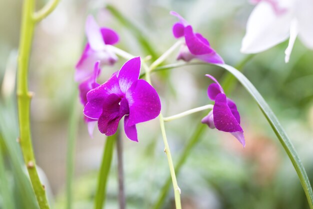 Orquídeas roxas em uma floresta tropical selvagem. lindas flores da primavera com fundo verde suave