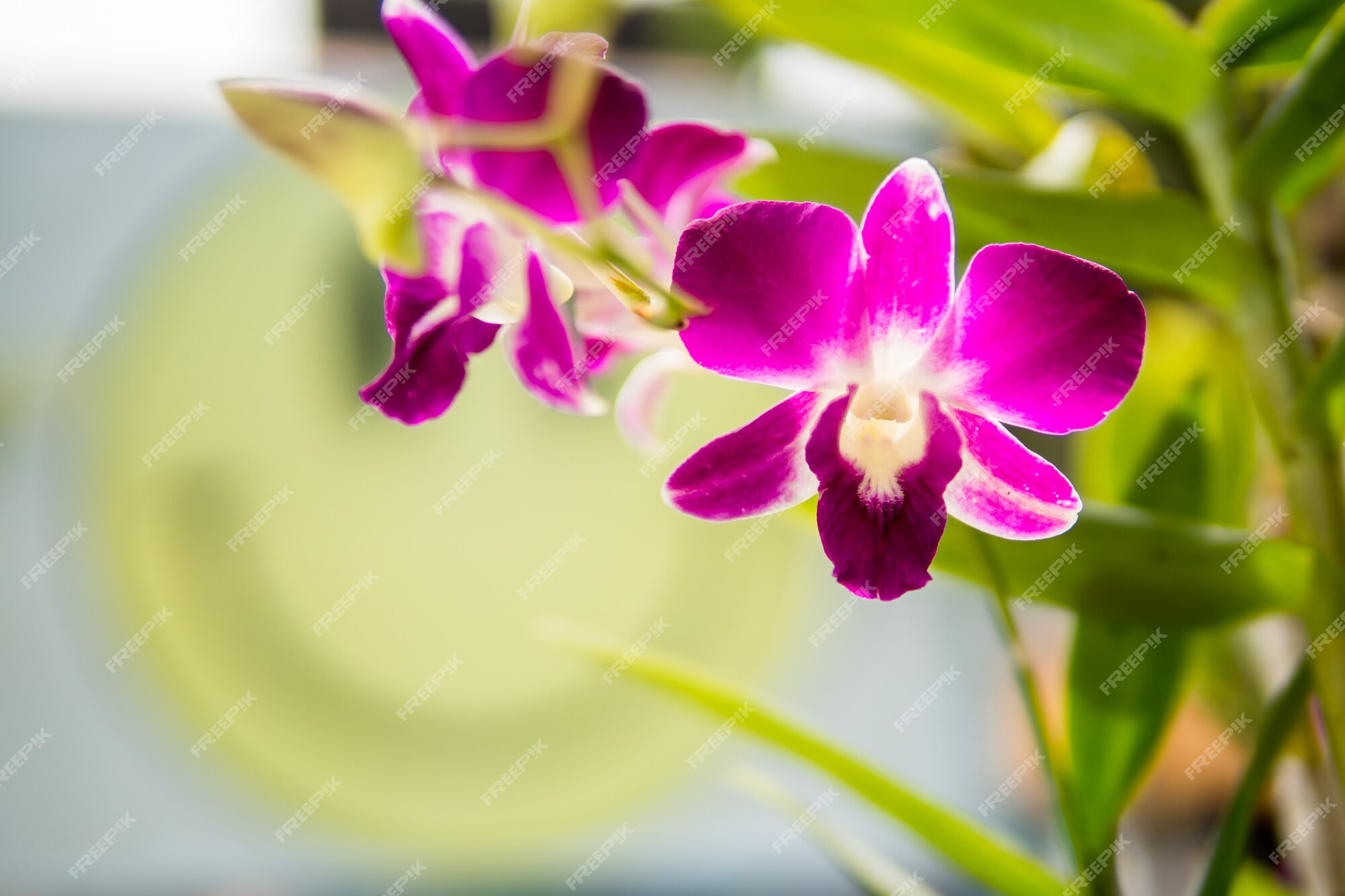 Orquídeas roxas na filial com folhas verdes. | Foto Premium