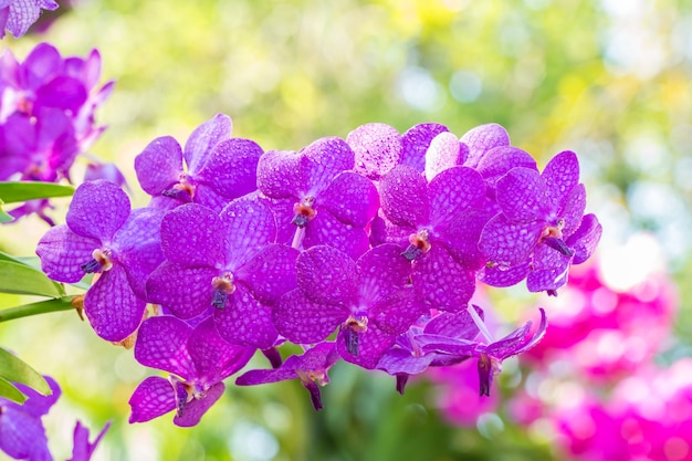 Orquídeas roxas, Vanda.