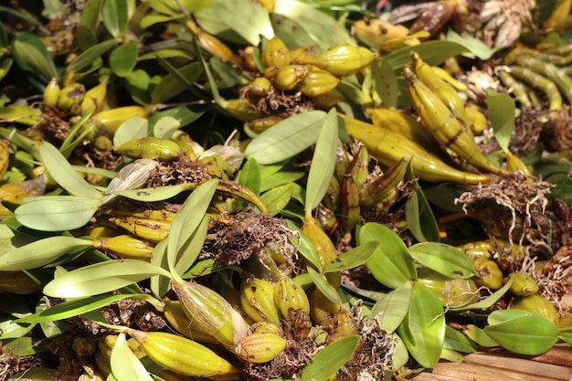 Orquídeas selvagens à venda