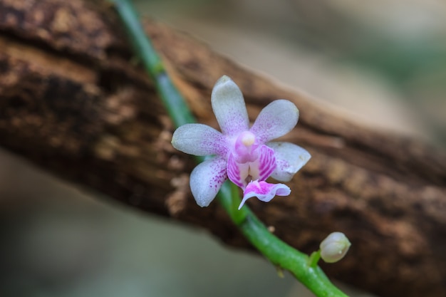 Orquídeas selvagens na floresta da tailândia