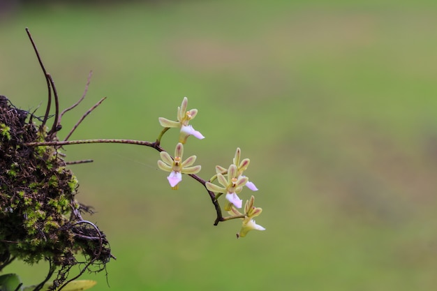 Orquídeas selvagens na floresta da Tailândia