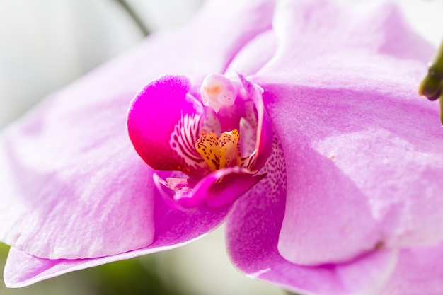 Orquídeas selvagens são coloridas na natureza