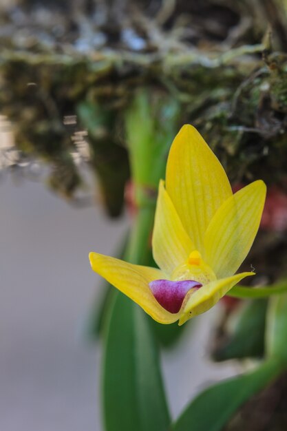 Orquídeas silvestres en el bosque de Tailandia