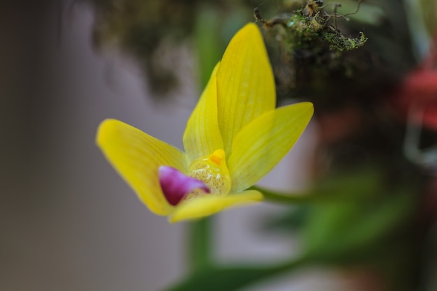 Orquídeas silvestres en el bosque de Tailandia