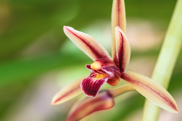 Orquídeas silvestres en el bosque de Tailandia