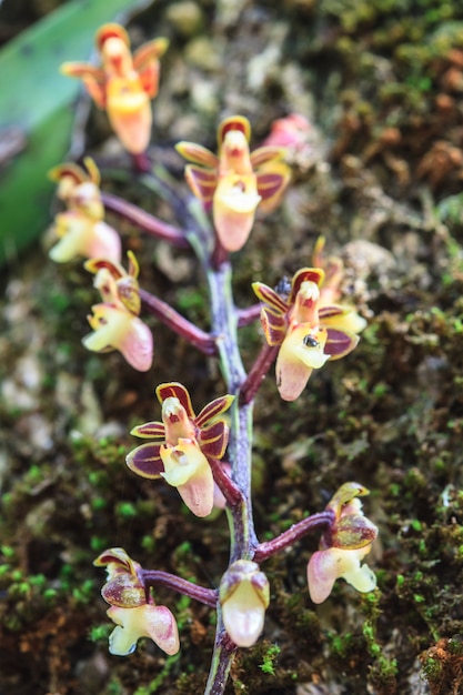 Orquídeas silvestres en el bosque de Tailandia