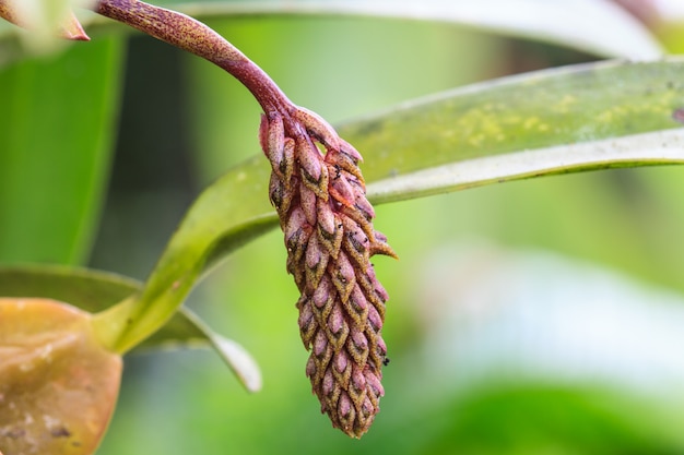 Orquídeas silvestres en el bosque de Tailandia