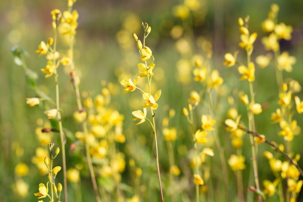 Orquídeas silvestres en la naturaleza Spathoglottis lobbii Lindl flor