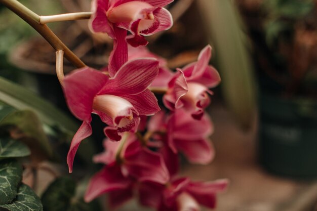 Orquídeas silvestres rosadas que crecen en la naturaleza con fondo floral natural