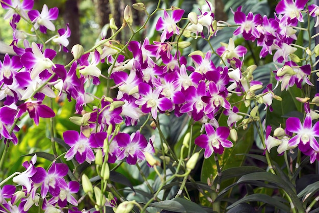 Orquídeas de Singapur