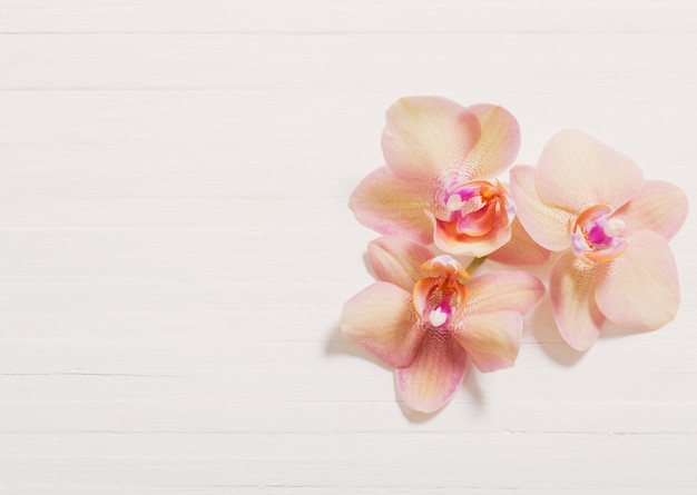 Orquídeas sobre fondo blanco de madera